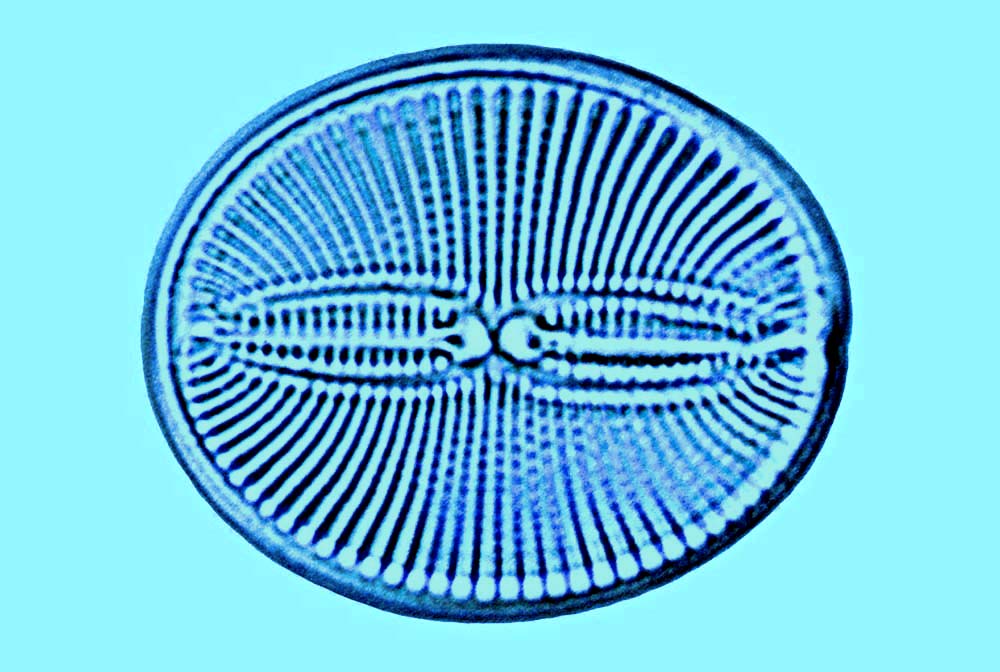 Fallafor Fallacia nummularia